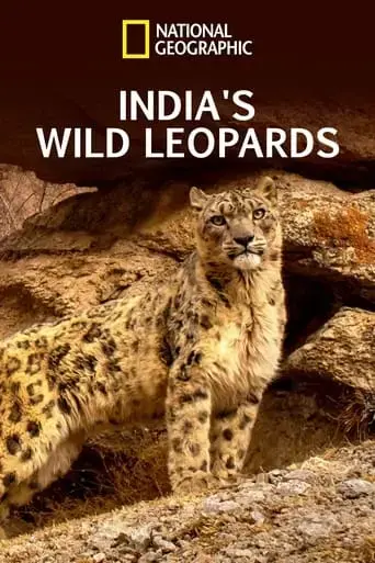 india-s-wild-leopards-2020