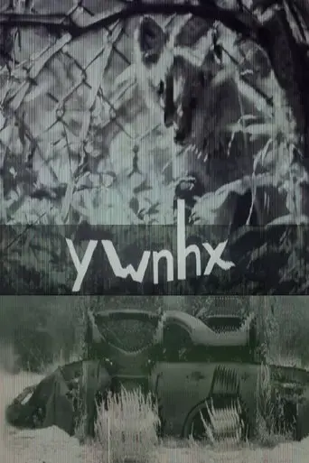 ywnhx-2023