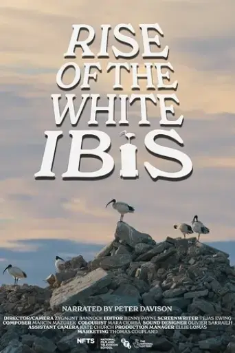 rise-of-the-white-ibis-2024