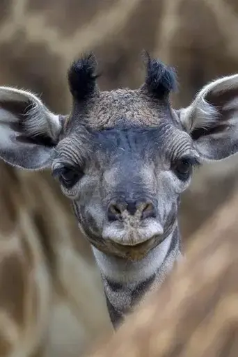 the-last-giraffe-2018