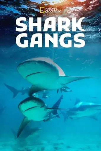 shark-gangs-2021