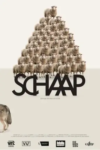 sheep-2025