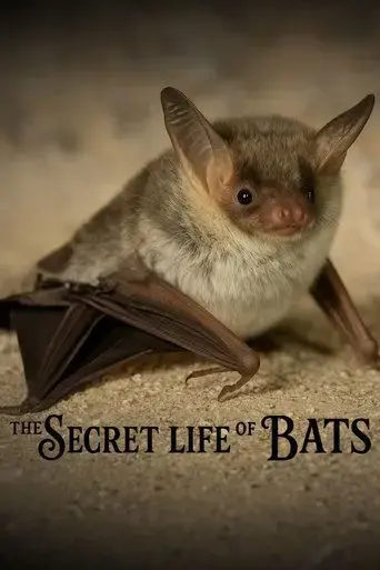 the-secret-life-of-bats-2025