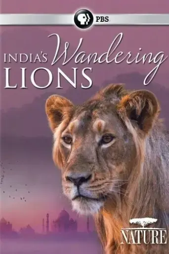 india-s-wandering-lions-2016