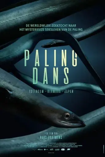 hidden-dance-of-eels-2024