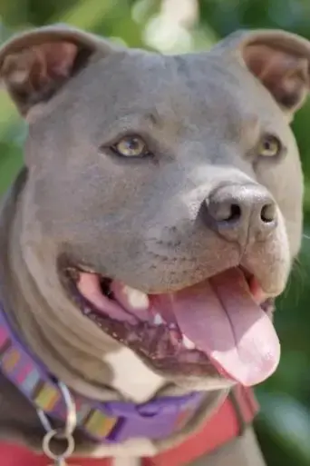 hopalong-animal-rescue-the-power-of-fostering-2019