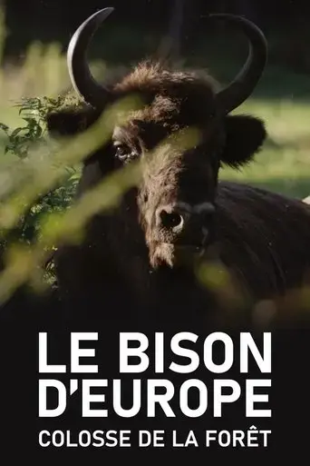 le-bison-d-europe-colosse-de-la-foret-2023