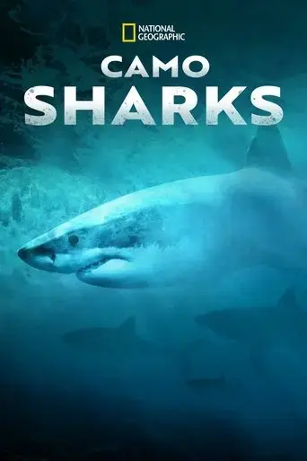 camo-sharks-2022