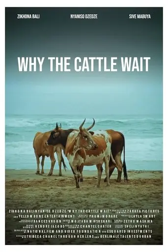 why-the-cattle-wait-2024