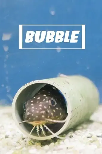 bubble-2020