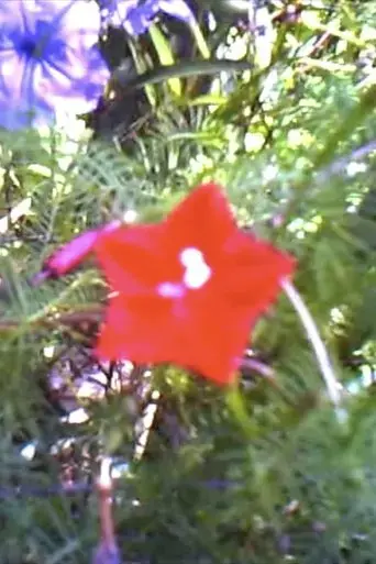 flowers-banana-wind-2020