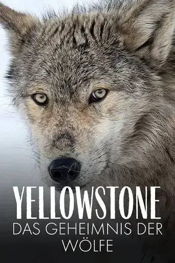 yellowstone-das-geheimnis-der-wolfe-2018