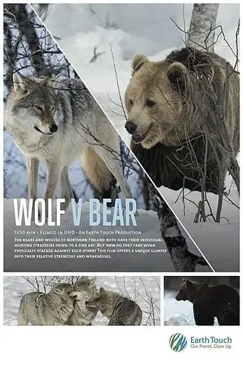 wolf-vs-bear-2019