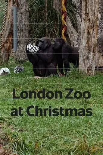 london-zoo-at-christmas-2022
