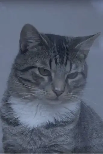 a-day-at-the-cat-cafe-2019