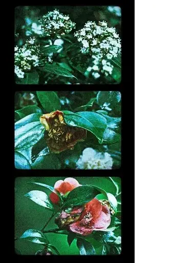 flowers-iii-2025