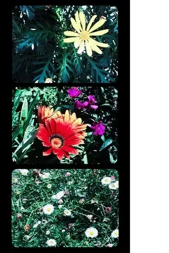 flowers-2025