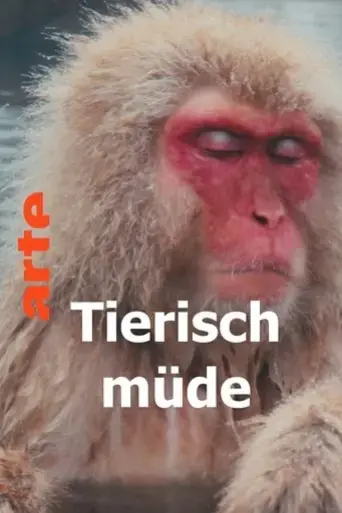 tierisch-mude-das-ratsel-schlaf-2022