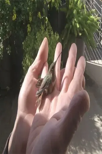 birds-in-the-window-2020