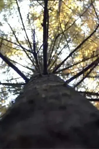 forest-2024