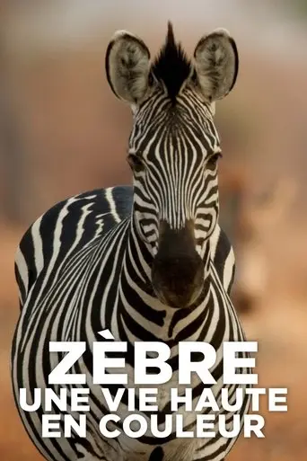 zebre-une-vie-haute-en-couleur-2022