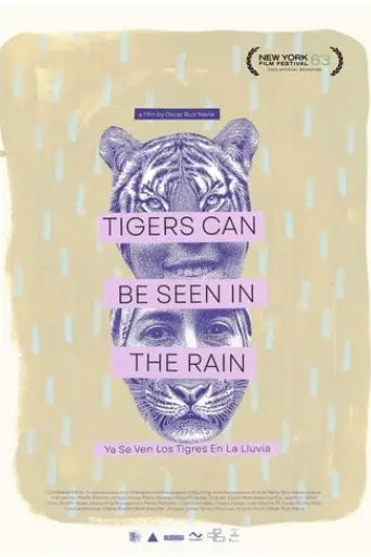 tigers-can-be-seen-in-the-rain-2025