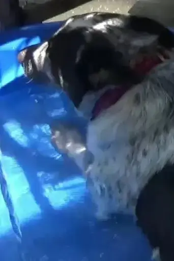 dog-in-a-swimming-pool-2025
