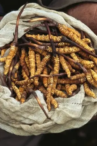 yarsagumbu-l-or-de-l-himalaya-2011