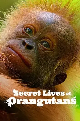 secret-lives-of-orangutans-2024