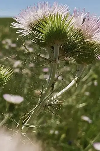fiori-fiori-fiori-2020