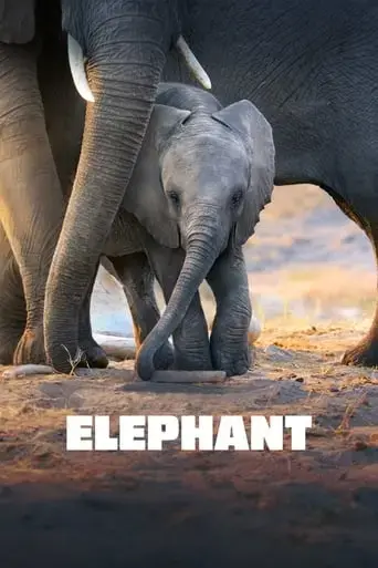 elephant-2020