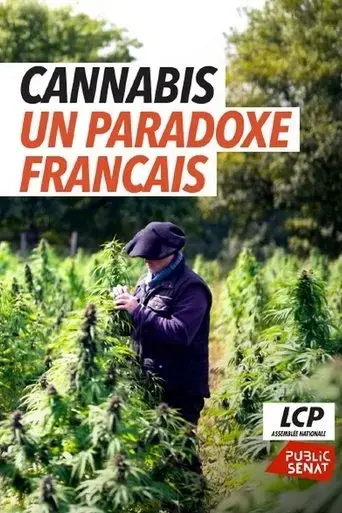 cannabis-le-paradoxe-francais-2025