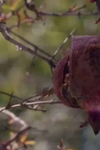 the-house-with-the-pomegranates-2023