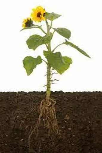 roots-will-remain-2023