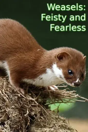 weasels-feisty-and-fearless-2019