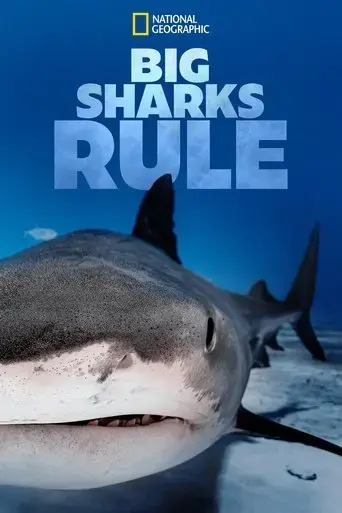 big-sharks-rule-2018