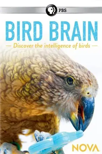 bird-brain-2017