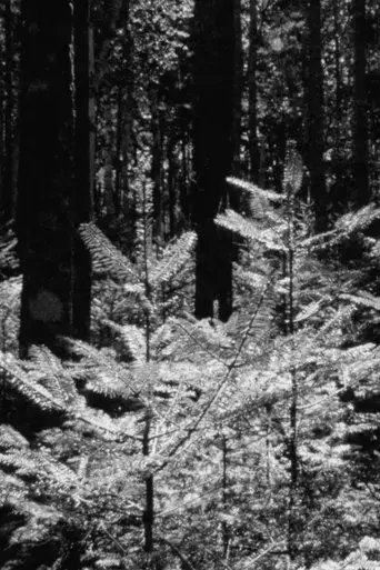 the-forest-and-the-sea-2024