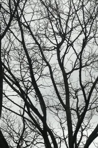 tree-limbs-2025