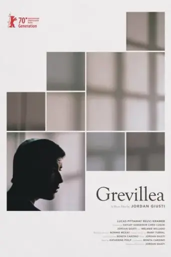 grevillea-2020