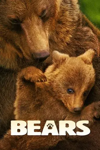 bears-2014