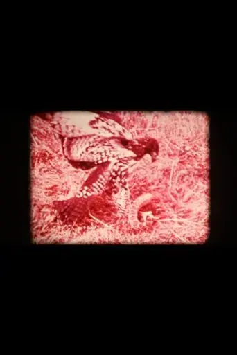 animal-within-2018