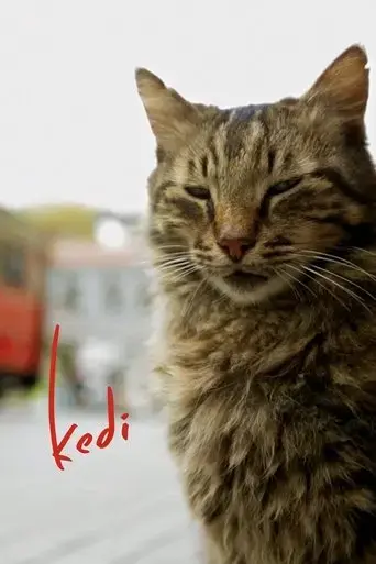 kedi-2017