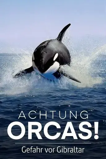 watch-out-for-orcas-danger-off-gibraltar-2024