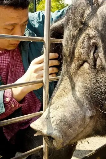 the-pig-2014