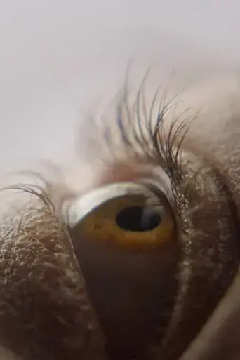 eyelash-2019