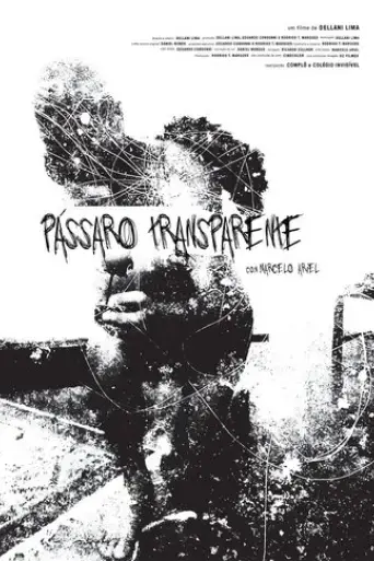 passaro-transparente-2017