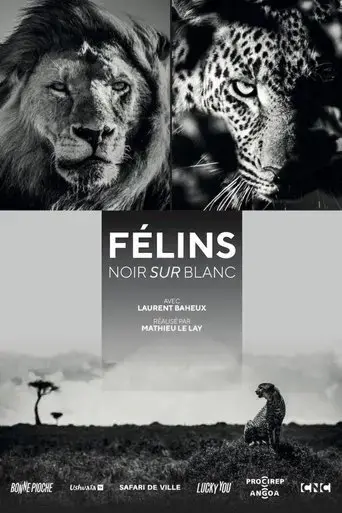 felins-noir-sur-blanc-2021