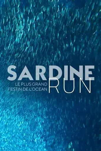 sardine-run-le-plus-grand-festin-de-l-ocean-2022