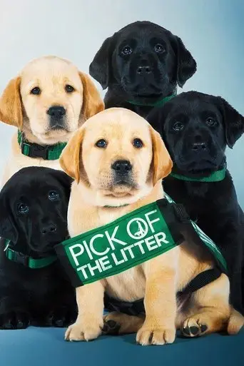 pick-of-the-litter-2019